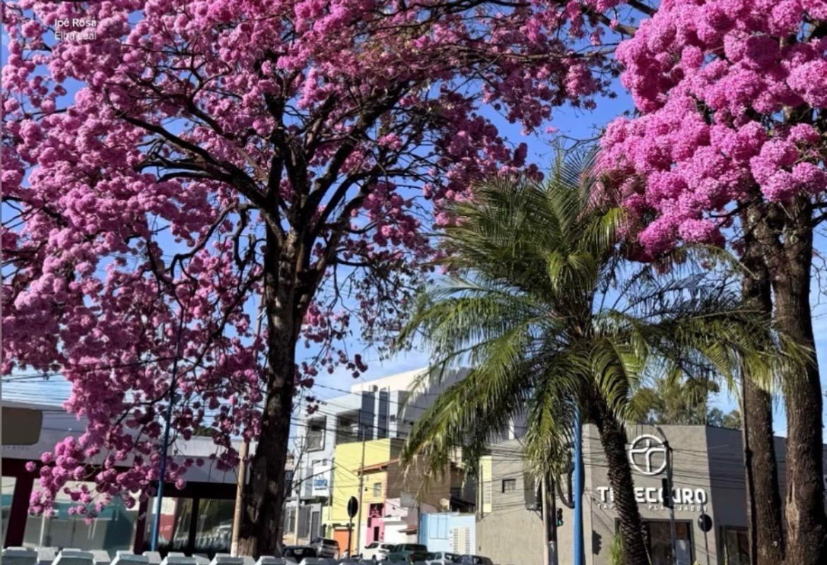 Florada dos ipês transforma Franca em um espetáculo colorido por esses dias