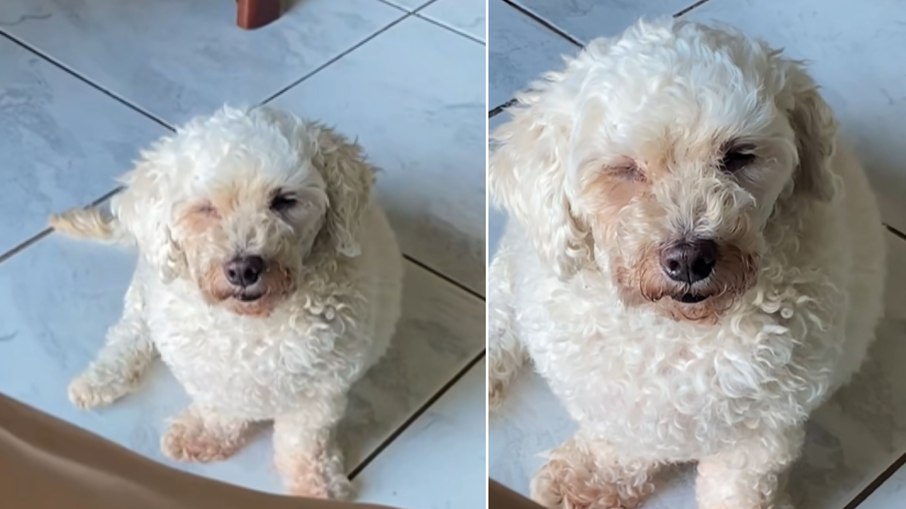 Poodle solidário aparece com olho fechado imitando tutora com conjuntivite