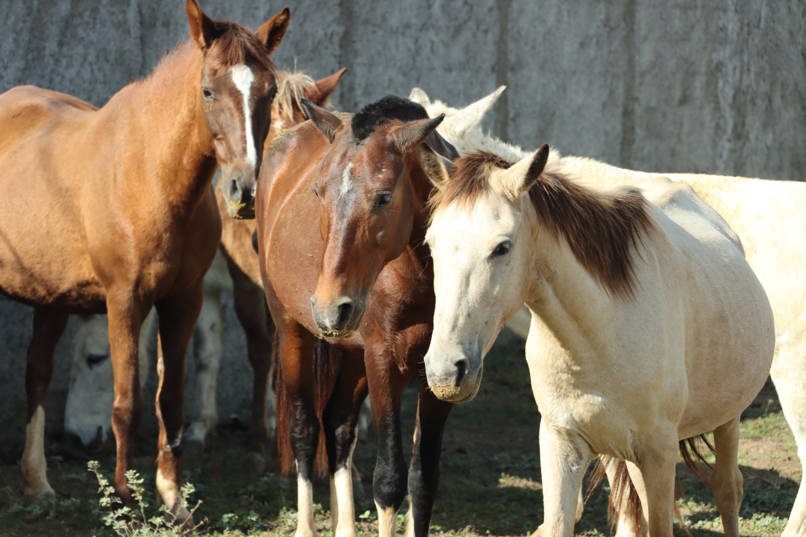 Canil de Franca realiza leilão de cavalos e muares; cadastros terminam nesta sexta