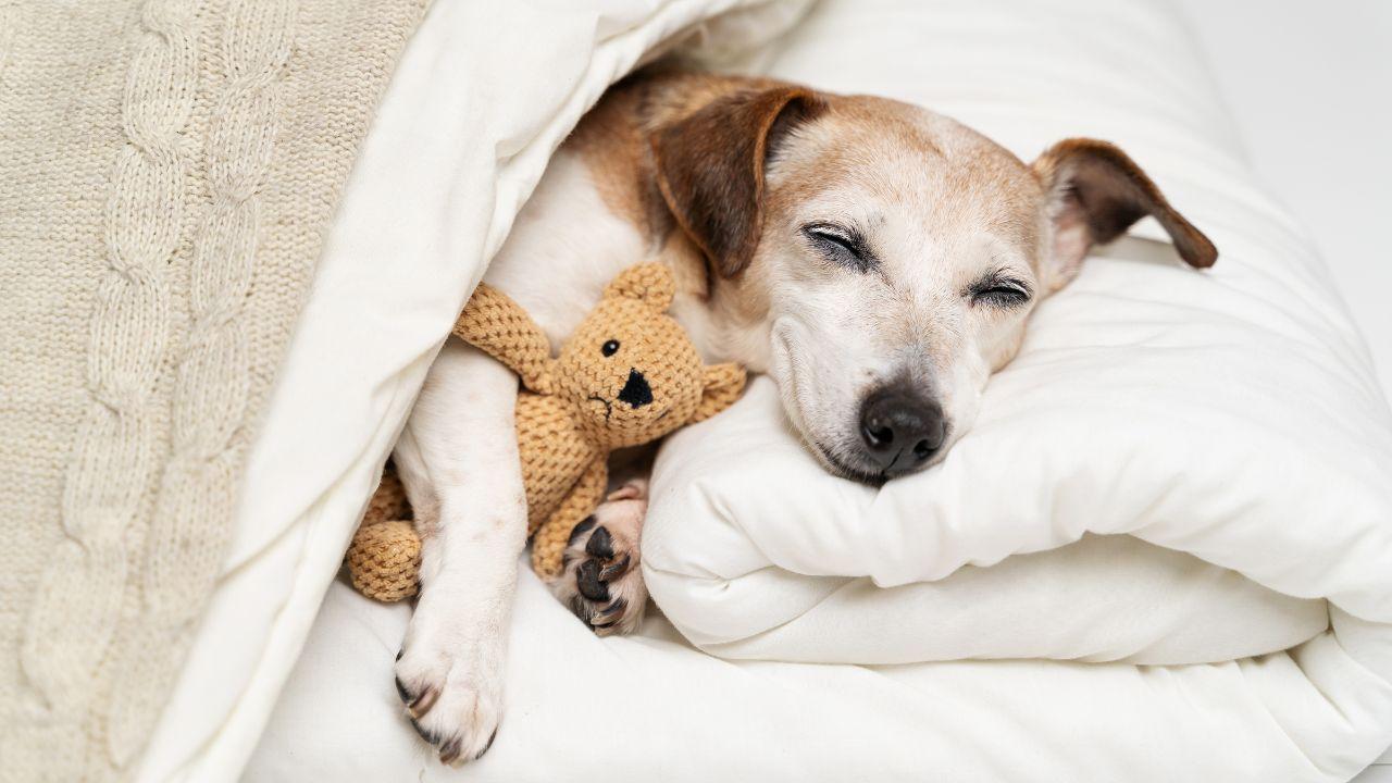 O que significa sonhar com cachorro? Entenda a mensagem espiritual