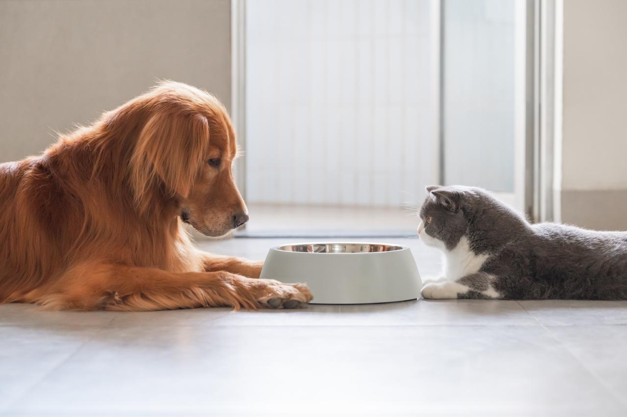 Cães e gatos precisam comer mais no inverno? Veterinária tira dúvidas de tutores