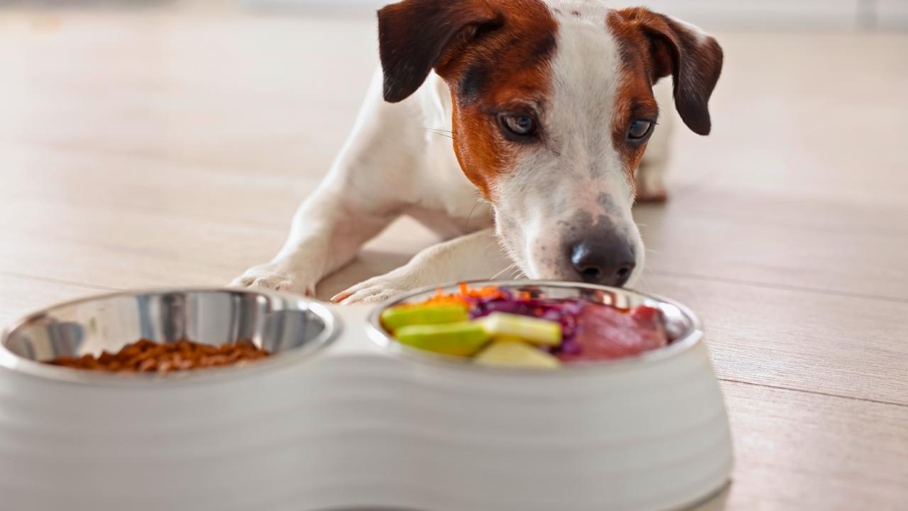 Pet: entenda por que evitar comida humana no dia a dia