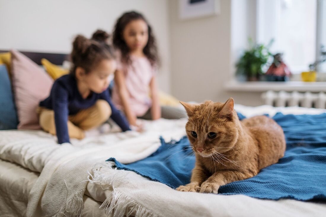 Férias: com mais gente em casa, pets também são impactados pela nova rotina
