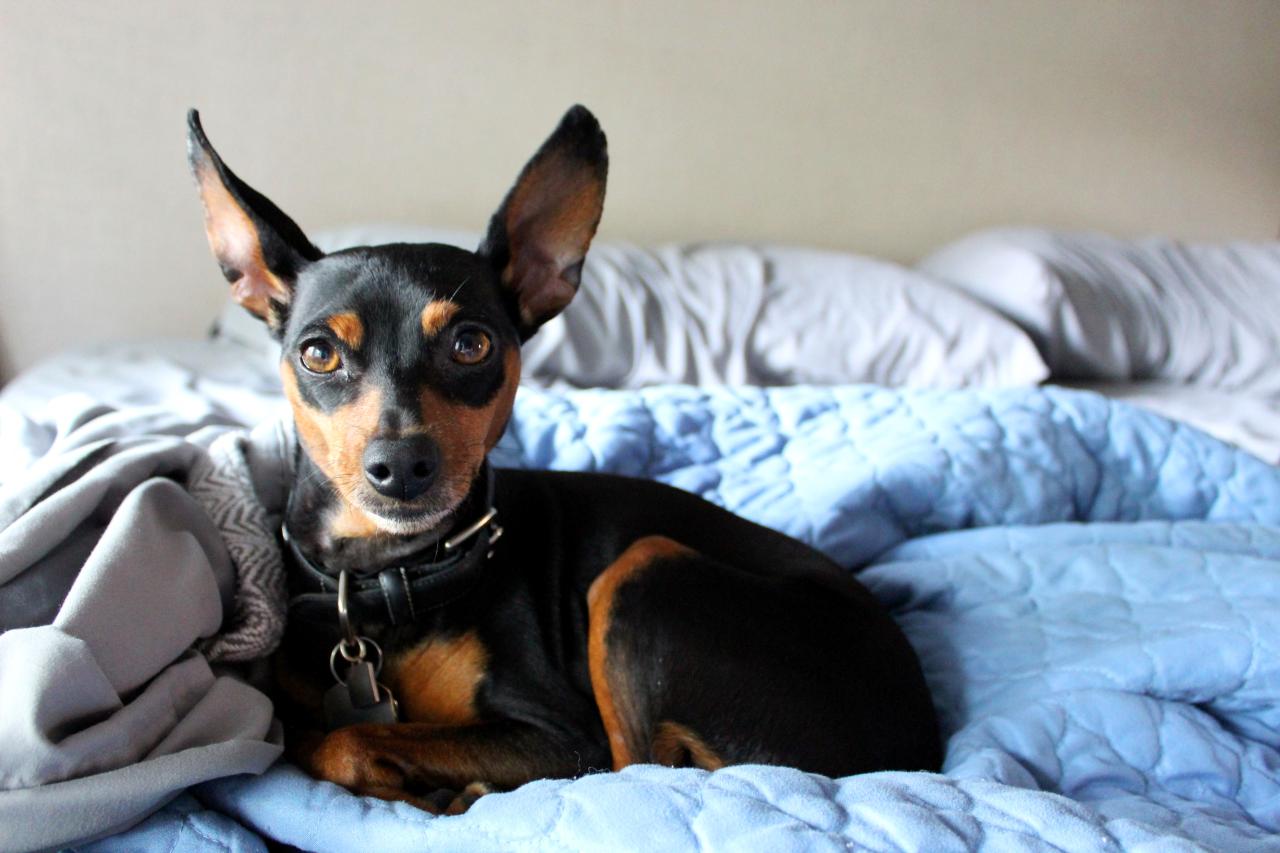 Por que o Pinscher late tanto? Entenda o comportamento da raça