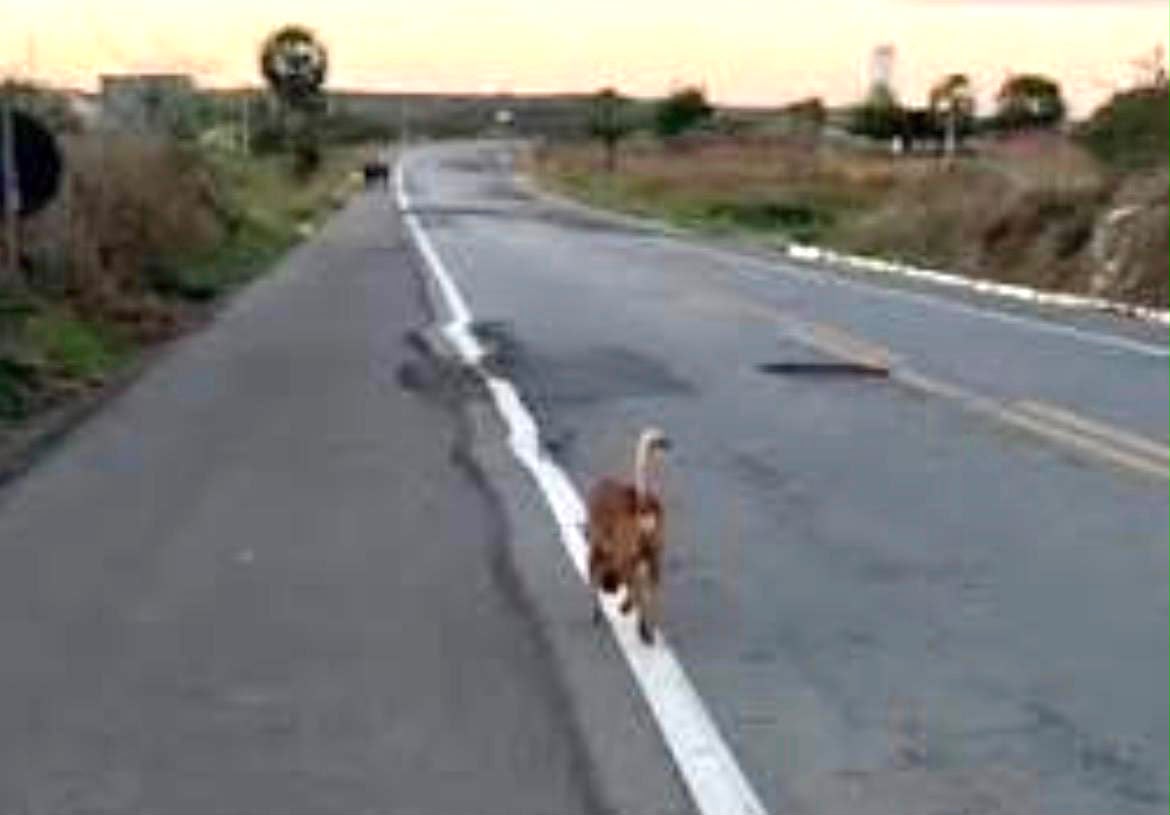 Cachorro caramelo viraliza ao caminhar sobre a faixa da rodovia