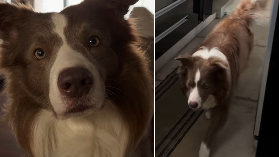Cachorro surpreende ao cobrar tutores para não perder o compromisso da missa