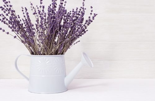 Aprenda a plantar lavanda em uma caneca e sua casa ficará muito cheirosa - Jornal da Franca