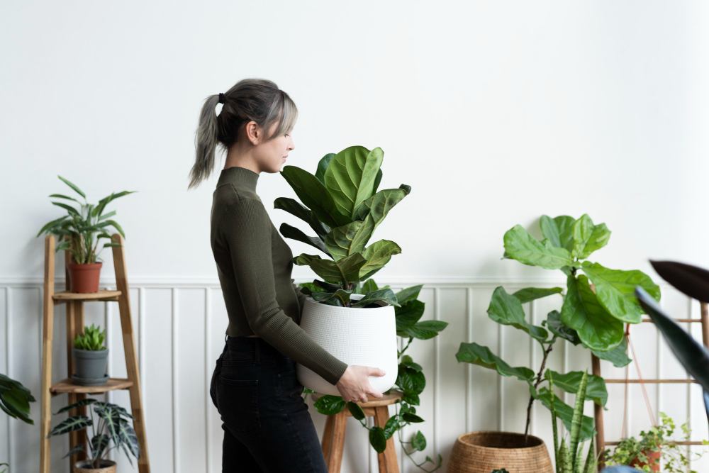 Descubra os sete erros que matam suas plantas de sombra sem você perceber