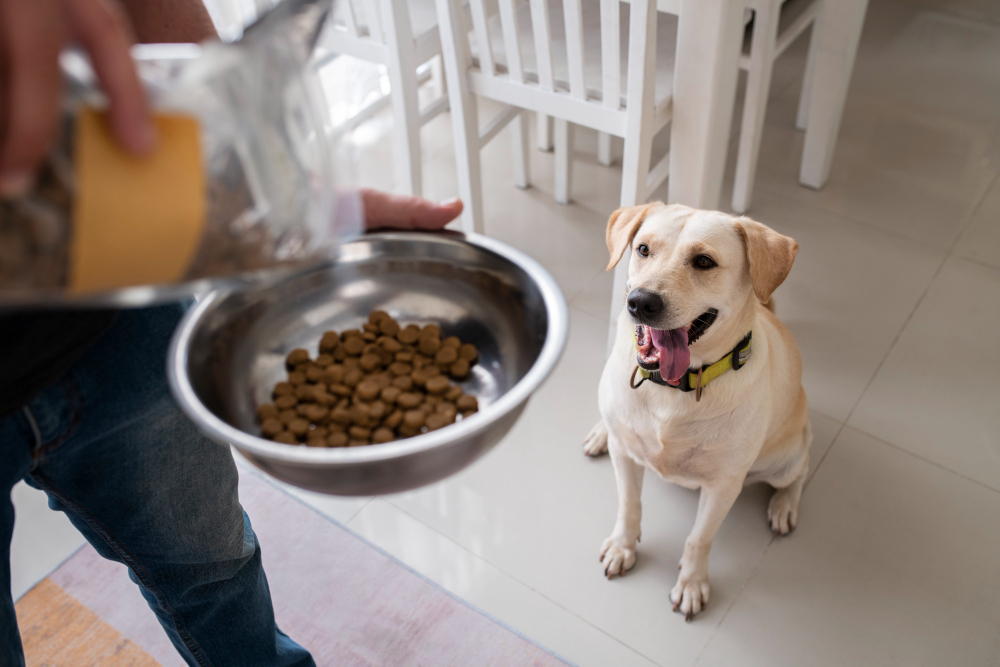 Pets precisam de mais alimento no inverno? Veterinária diz o que é mito e verdade