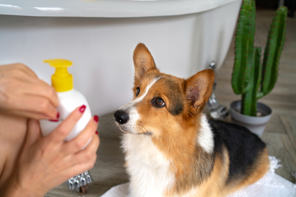 Perfume em cães e gatos: conheça os cuidados para não agredir a saúde dos pets