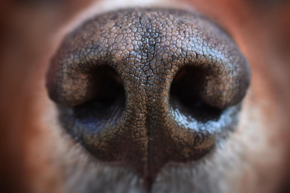 A nova tecnologia de ponta para detectar doenças são os … focinhos de cachorro?