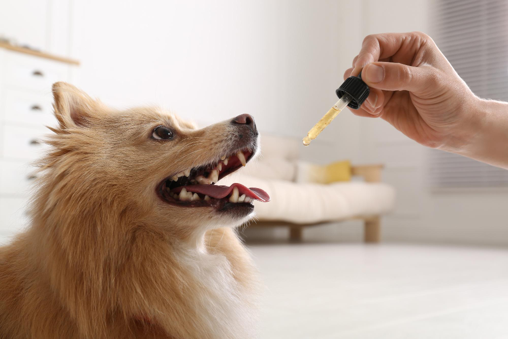 Cães e gatos de estimação: por que não podem receber os mesmos cuidados de saúde?