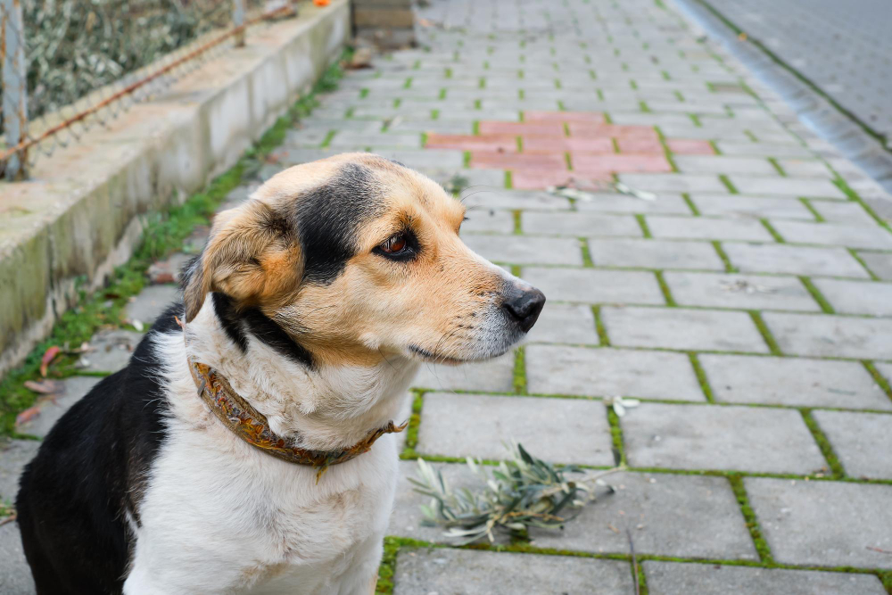 Dia do Animal Abandonado: quais são as consequências previstas nas leis brasileiras