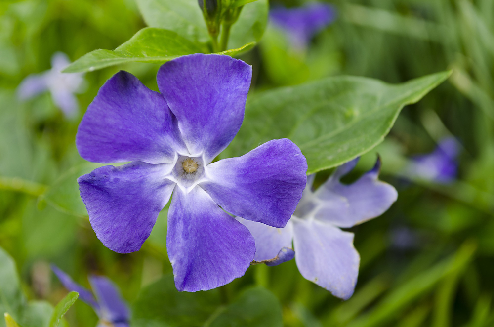 Essa plantinha simples floresce o ano inteiro e quase ninguém cuida do jeito certo