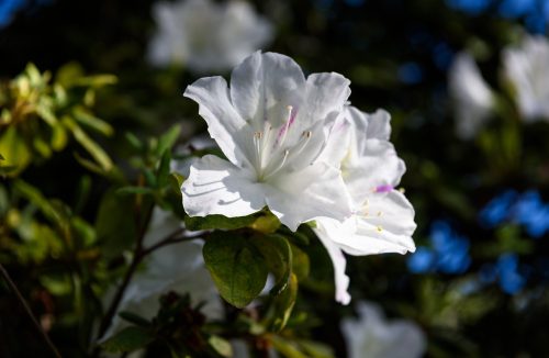 Conheça 8 flores que atraem energias positivas para sua casa e sua vida - Jornal da Franca