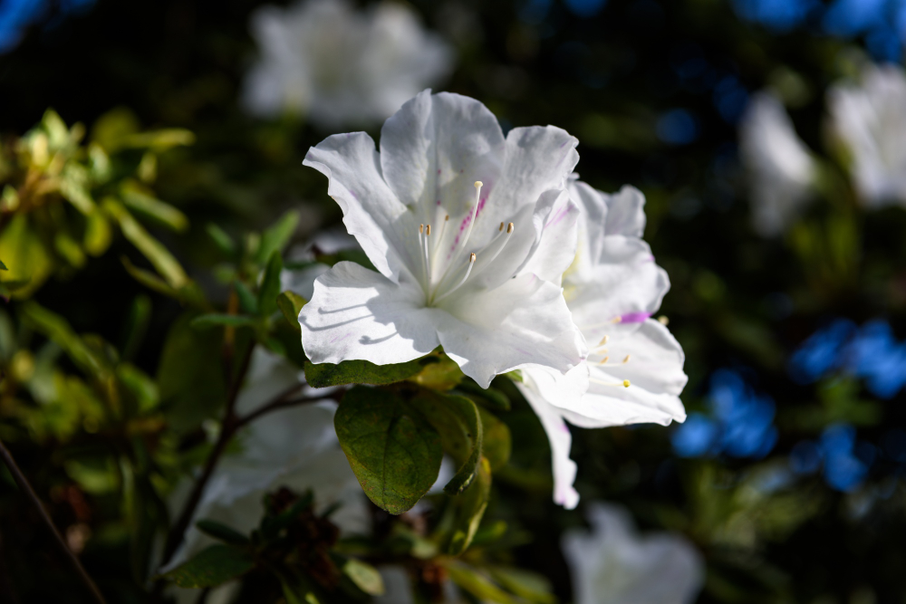 Conheça 8 flores que atraem energias positivas para sua casa e sua vida