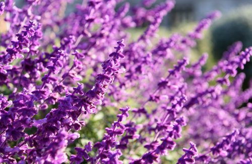 Aprenda a plantar lavanda em uma caneca para sua casa ficar muito cheirosa - Jornal da Franca