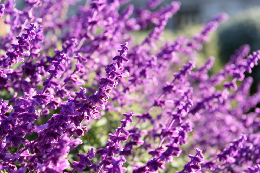 Aprenda a plantar lavanda em uma caneca para sua casa ficar muito cheirosa