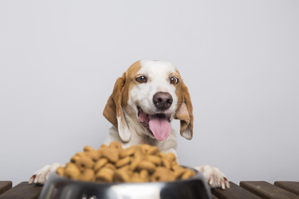 Bons petiscos também são uma forma de comunicação com os animais de estimação