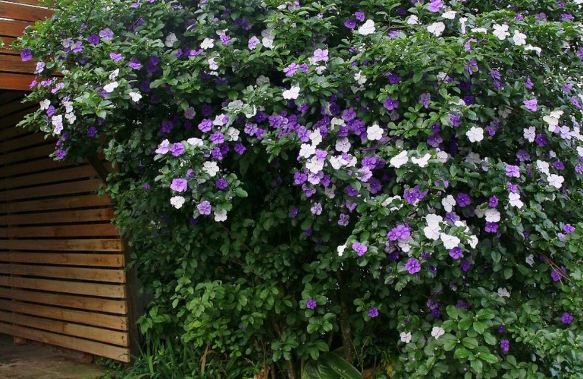 Lindo e colorido, Manacá-de-cheiro exige atenção em jardins com crianças e animais