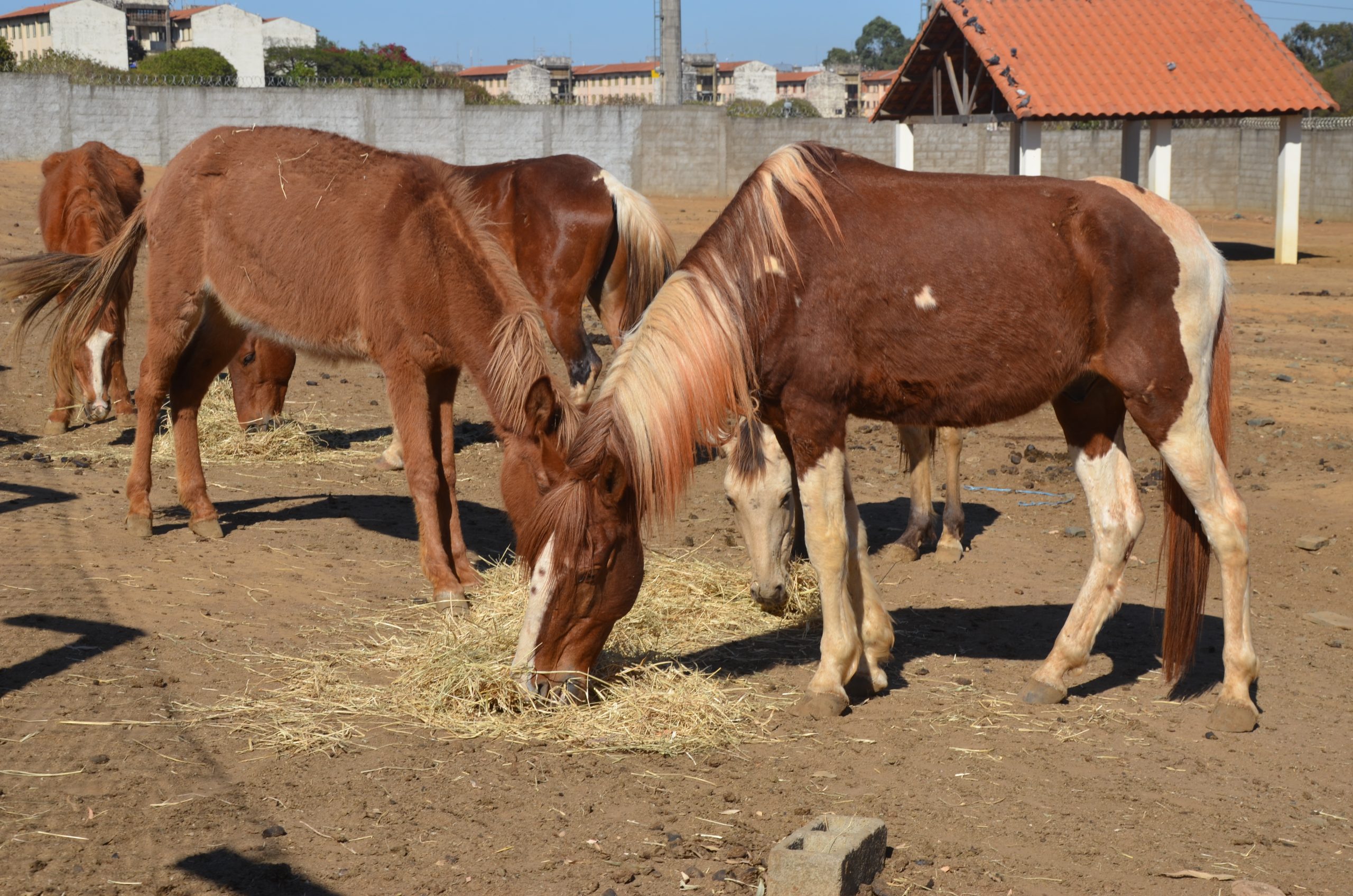 Canil de Franca leiloa 13 animais de grande porte; veja como se cadastrar