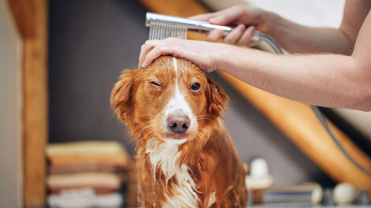 Cachorro cheiroso: veja como eliminar o mau cheiro do seu pet