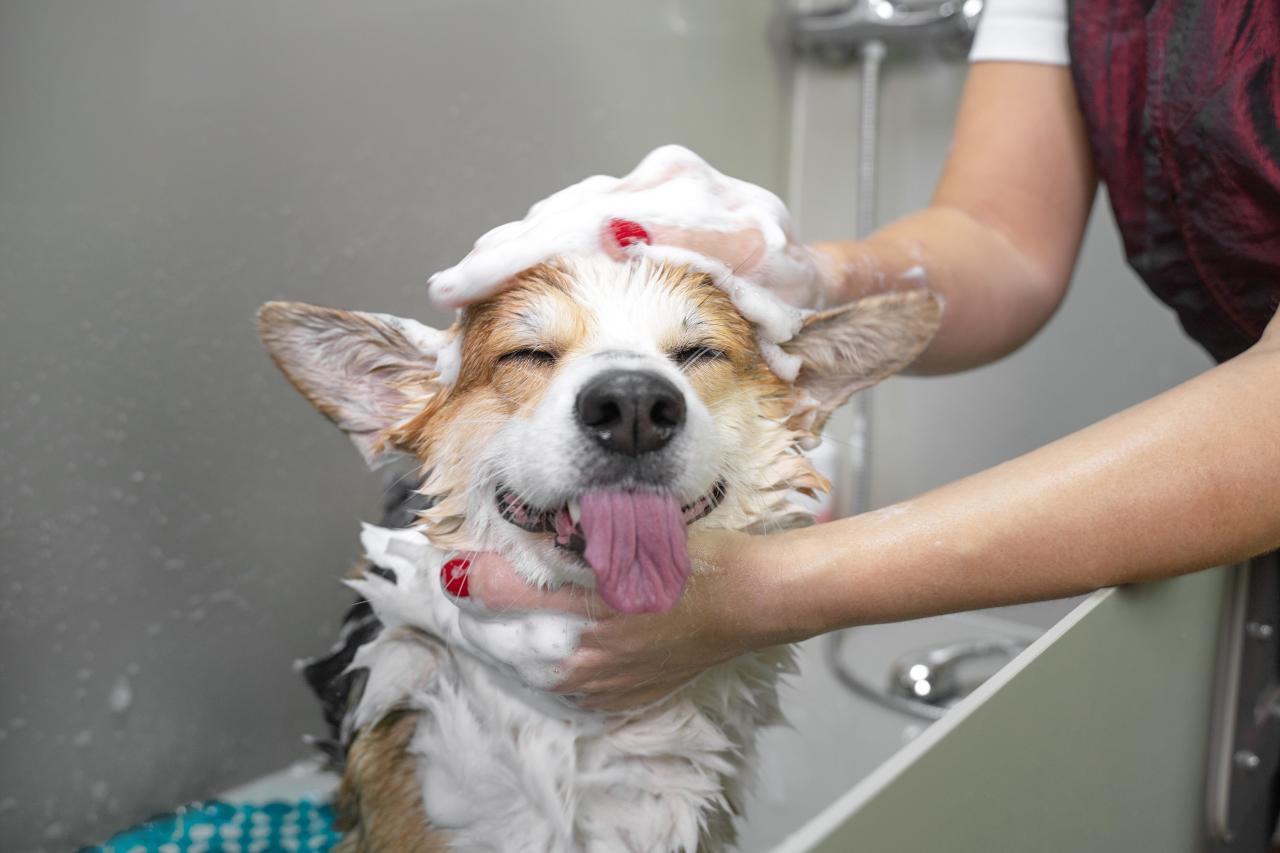 Banho no frio? Veja os cuidados necessários com o seu pet