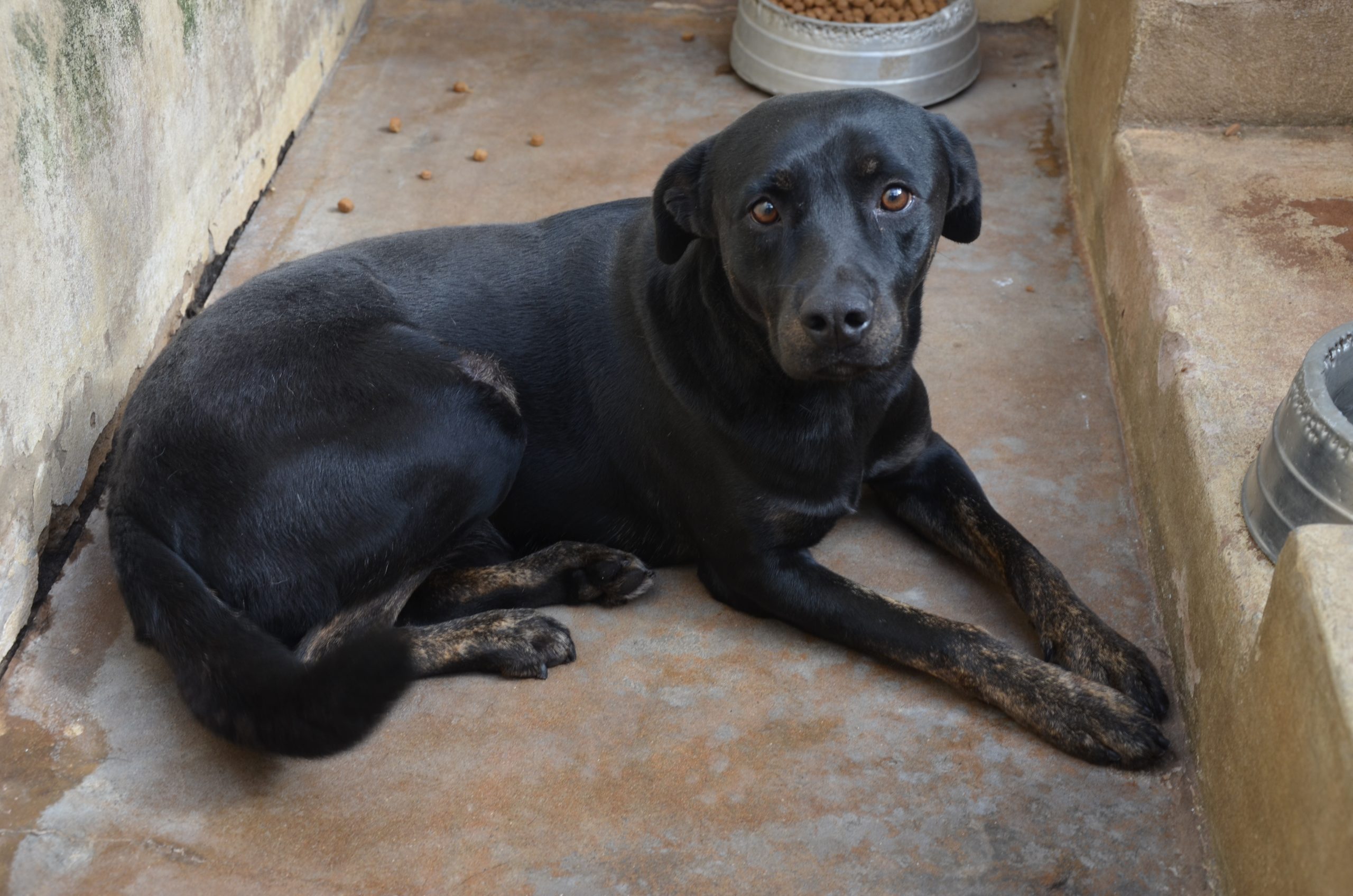 Quer adotar um pet? Canil Municipal de Franca tem 17 cães e gatos castrados prontos