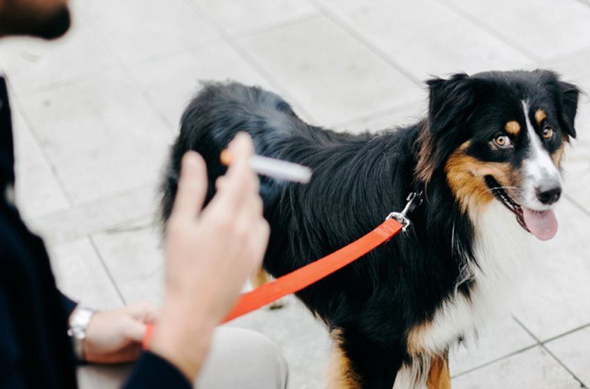 Fumo passivo pode causar câncer e outras doenças graves em pets