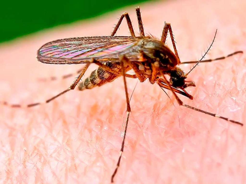 Saúde/SP orienta sobre formas de prevenção à Leishmaniose, doença infecciosa grave