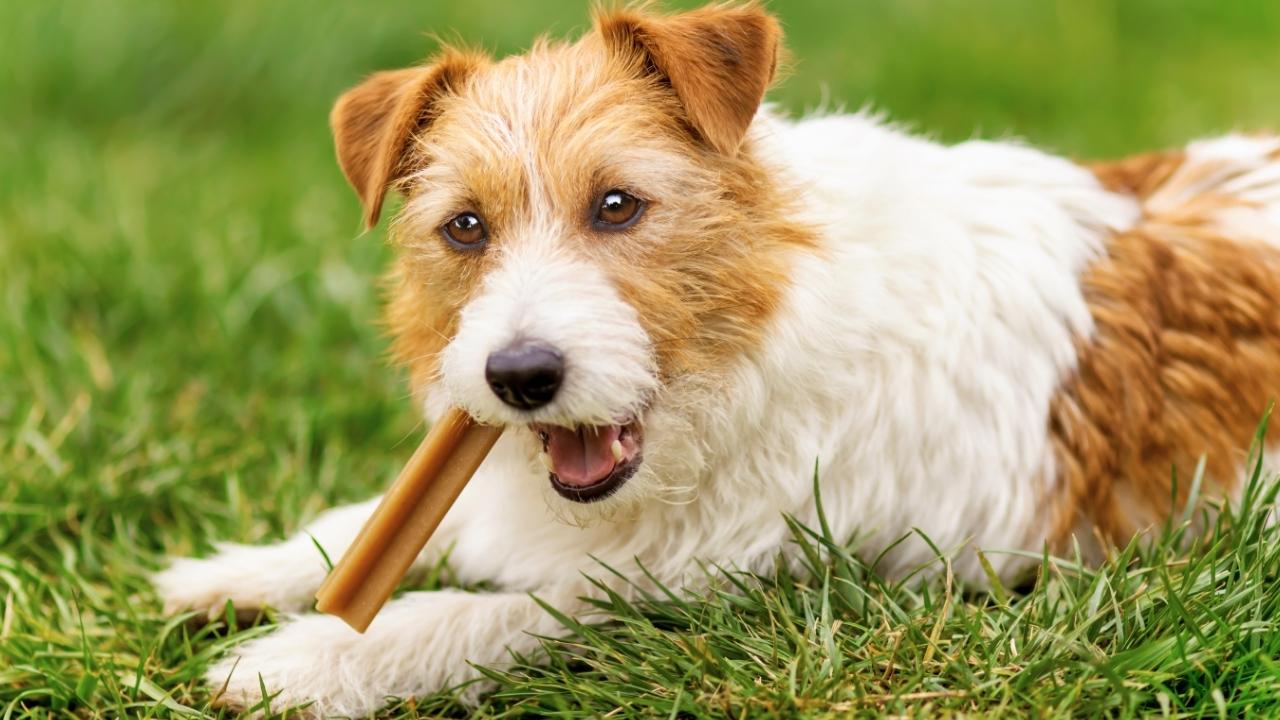 Petiscos não são só mimo: veja como eles se comunicam com cães e gatos