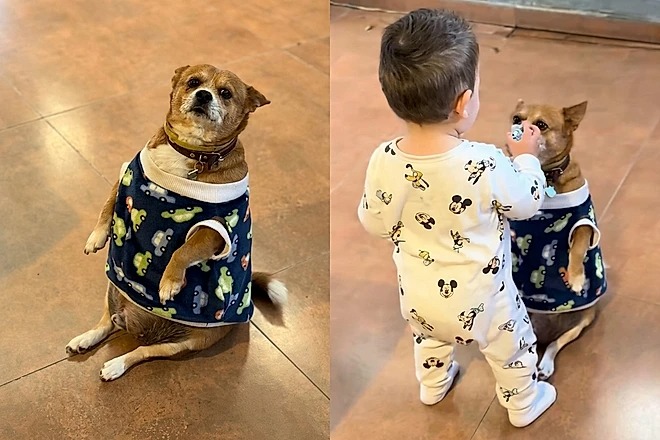 Bebê tenta dar chupeta para o cachorrinho e cena de carinho derrete a internet