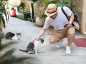 Gatos comunitários estão espalhados por Franca, mas a cidade não tem um número oficial
