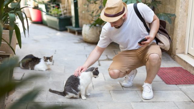 Gatos comunitários estão espalhados por Franca, mas a cidade não tem um número oficial