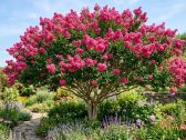 Árvore que floresce 90 dias por ano necessita de pouca manutenção e traz muita cor ao jardim