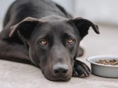 Crescimento de problemas digestivos em gatos e cães acende alerta e reforça papel da nutrição