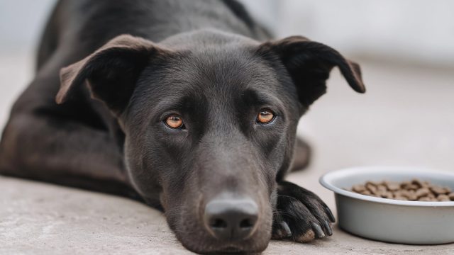 Crescimento de problemas digestivos em gatos e cães acende alerta e reforça papel da nutrição