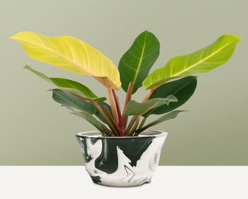 Por que as folhas das plantas ficam amareladas? Conheça algumas respostas simples