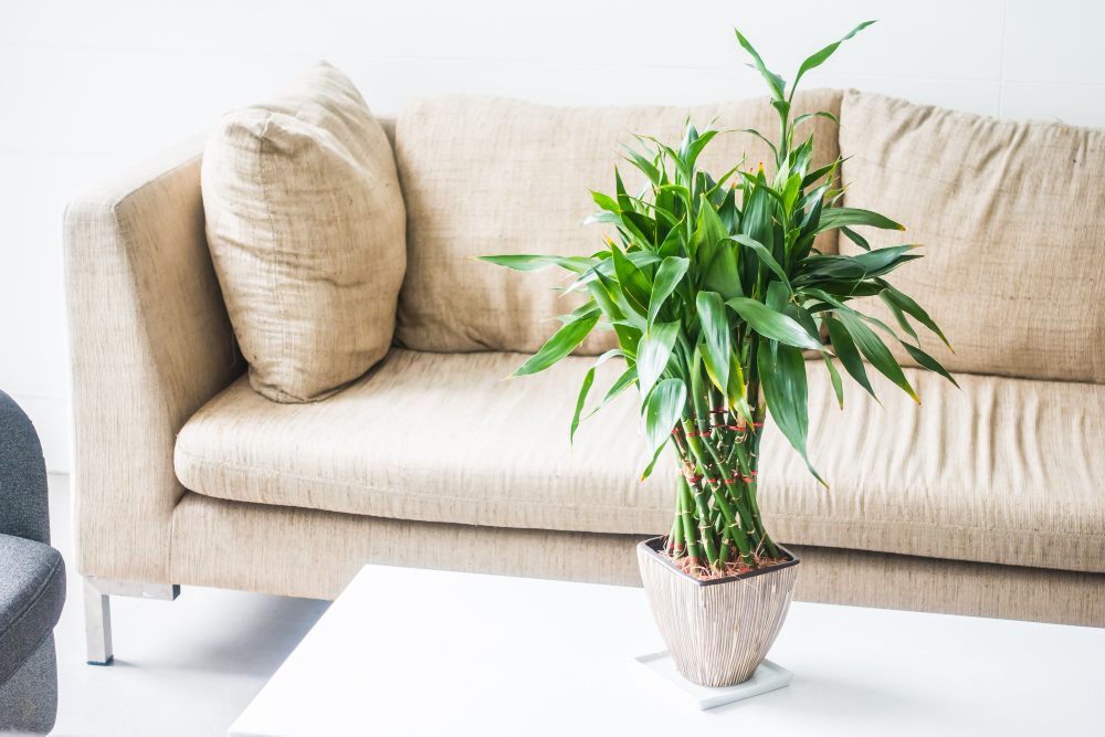 Aprenda como cultivar o bambu-da-sorte para ter mais prosperidade na sua casa