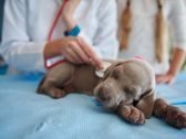Doenças cardíacas em animais de estimação: sinal de alerta, prevenção e papel da alimentação