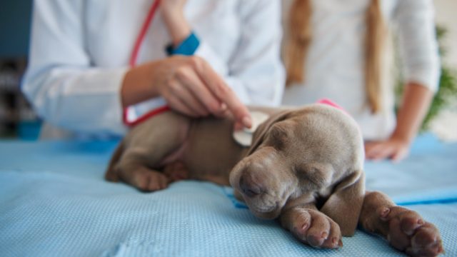 Doenças cardíacas em animais de estimação: sinal de alerta, prevenção e papel da alimentação