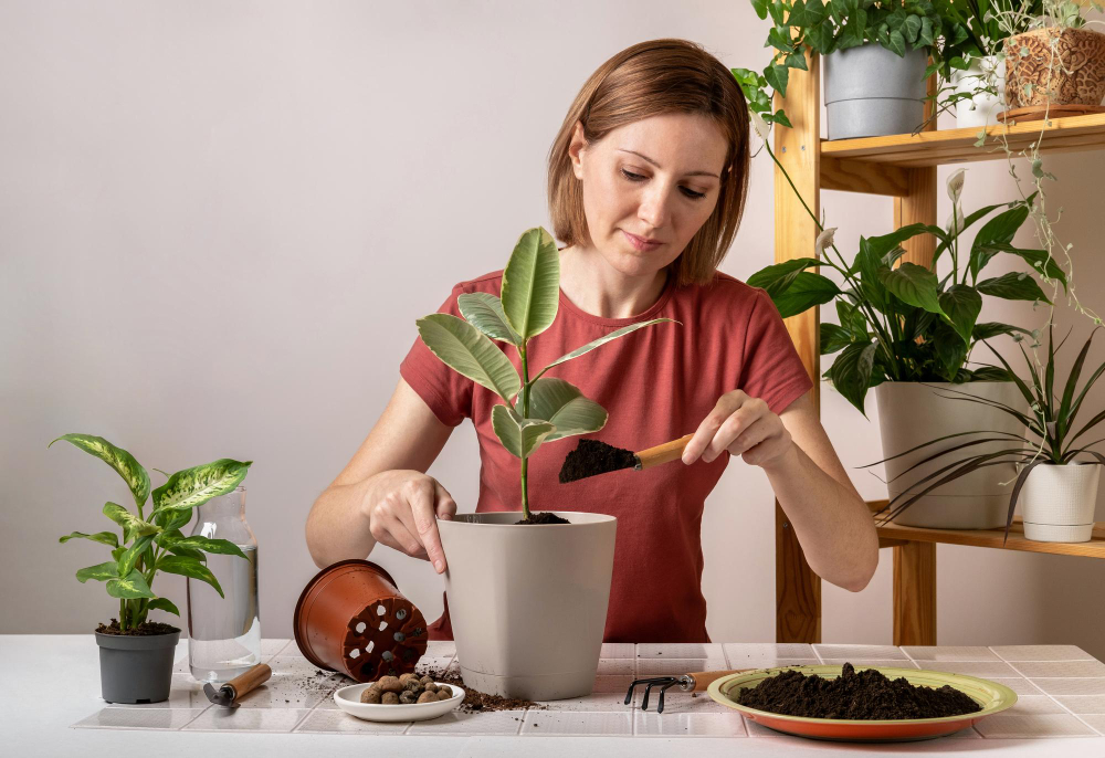 Conheça alguns benefícios de colocar preparado de canela nas plantas de casa