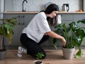 Primavera chegou: veja três cuidados simples que podem ajudar as plantas a crescer