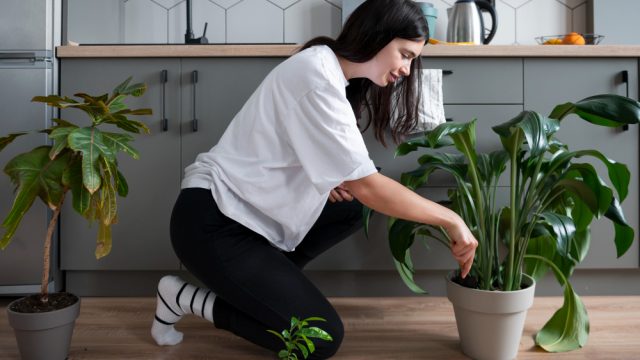 Primavera chegou: veja três cuidados simples que podem ajudar as plantas a crescer