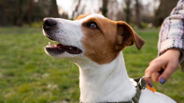 Nem sempre é “mania ou coisa da idade”: sinais de alerta na saúde do animal de estimação