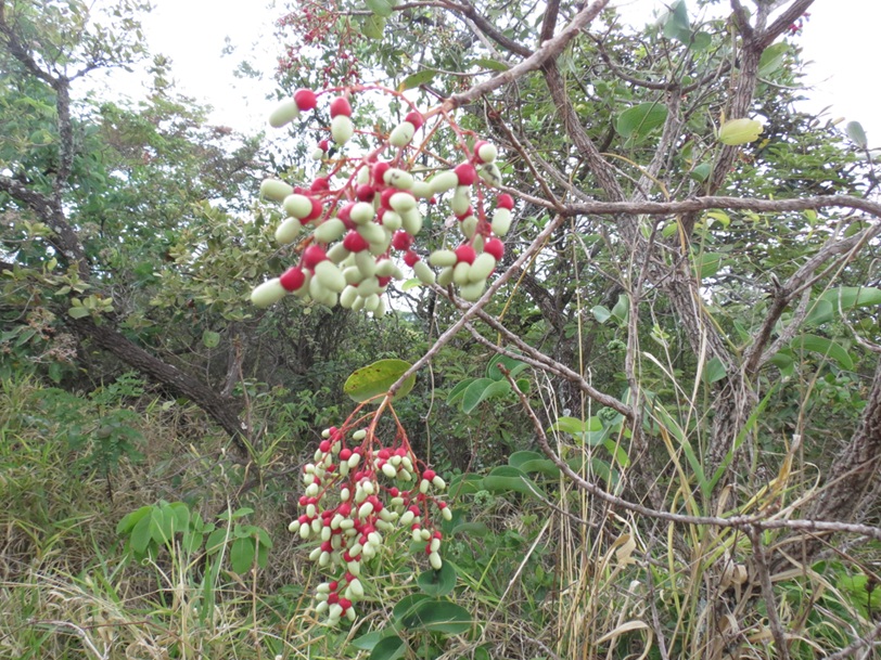 SESC Franca realiza curso sobre biodiversidade, conservação e restauração do cerrado