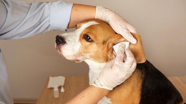 Mudanças de rotina na primavera pedem atenção à pele, aos olhos e às orelhas dos pets