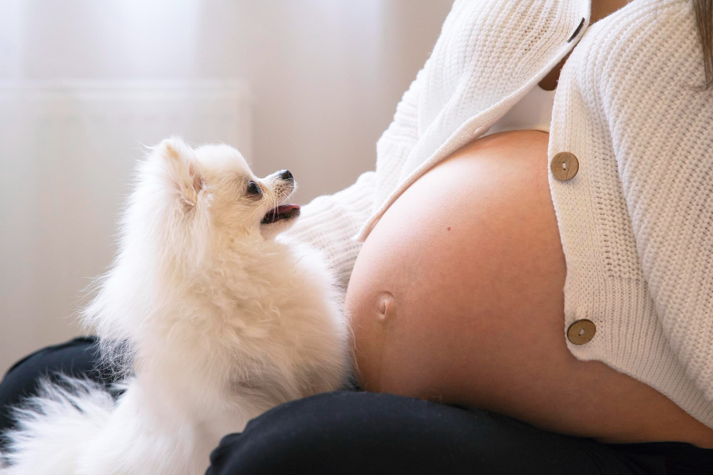 6º Sentido? O que cães e gatos realmente sentem quando uma mulher fica grávida