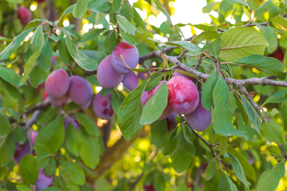 Saiba quais árvores precisam ser podadas em setembro para dar bons frutos
