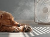 Alterações no clima afetam os animais de estimação e exigem adaptação nos cuidados
